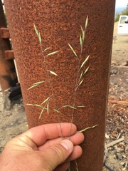 Festuca idahoensis