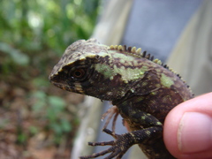 Enyalioides