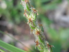 Plantago drummondii