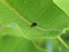 Synolabus bipustulatus