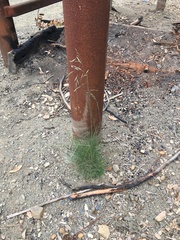 Festuca idahoensis