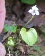 Viola blanda