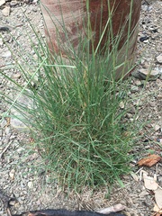 Festuca idahoensis