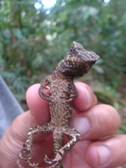 Enyalioides