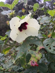 Hibiscus diversifolius diversifolius