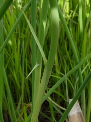 Schoenoplectus americanus