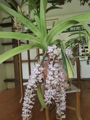 Rhynchostylis