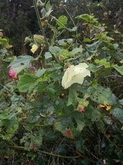 Hibiscus diversifolius diversifolius