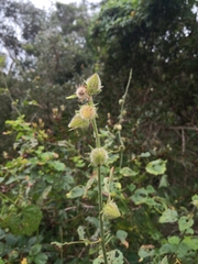 Hibiscus diversifolius diversifolius