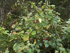 Hibiscus diversifolius diversifolius