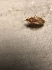 Cimicoidea