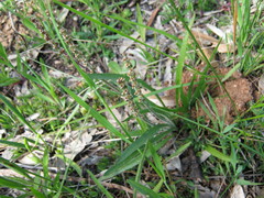 Plantago drummondii