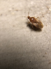 Cimicoidea