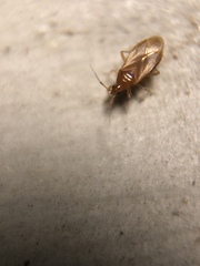 Cimicoidea