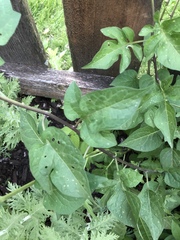 Solanum dulcamara