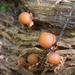 Sheathed Woodtuft - Photo (c) Erika Mitchell, some rights reserved (CC BY-NC), uploaded by Erika Mitchell
