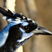 Black-throated Magpie-Jay - Photo (c) Francisco Farriols Sarabia, some rights reserved (CC BY), uploaded by Francisco Farriols Sarabia
