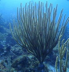 Plexaurella nutans