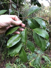 Loeseneriella barbata