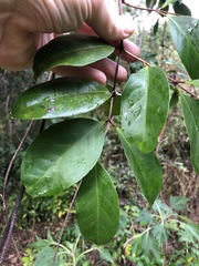Loeseneriella barbata