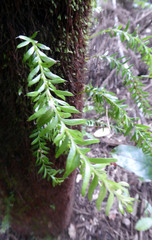 Tmesipteris sigmatifolia