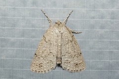 Mochlotona phasmatias