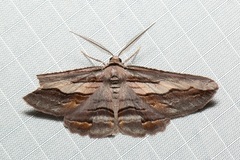 Syneora silicaria