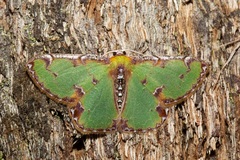 Eucyclodes buprestaria