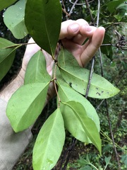 Loeseneriella barbata