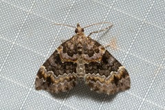 Chaetolopha decipiens