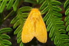 Euproctis crocea