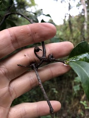 Loeseneriella barbata