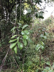Loeseneriella barbata