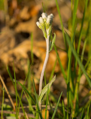 Antennaria neglecta