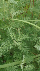 Artemisia macrantha