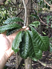 Planchonella pohlmaniana