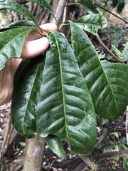 Planchonella pohlmaniana