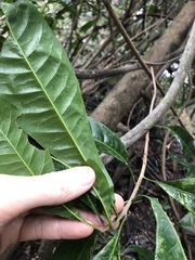 Planchonella pohlmaniana