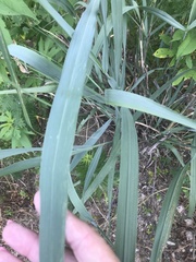 Tripsacum dactyloides