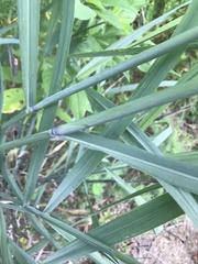 Tripsacum dactyloides