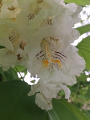 Catalpa