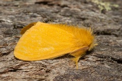 Euproctis crocea