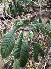 Planchonella pohlmaniana