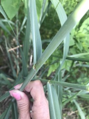 Tripsacum dactyloides