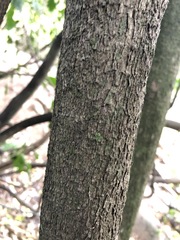 Planchonella pohlmaniana