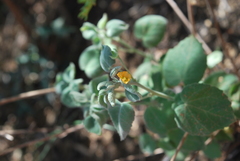 Abutilon fruticosum