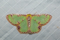 Eucyclodes buprestaria