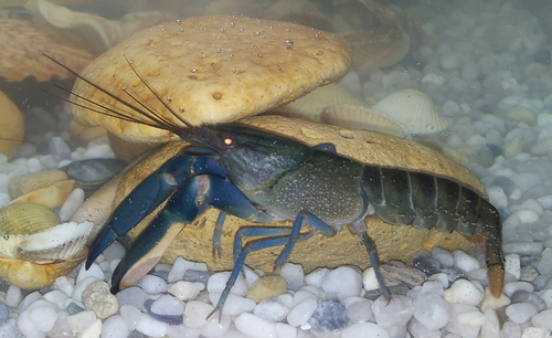 Blue Moon Crayfish