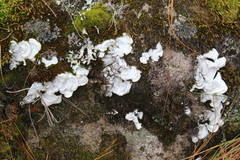 Arrhenieae
