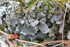 Arrhenieae